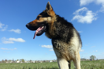 German Shepherd in the field