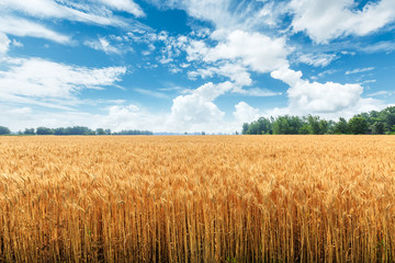 Yellow wheat field and blue sky - obrazy, fototapety, plakaty