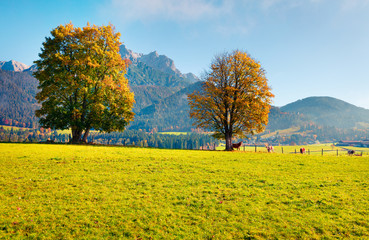 Naklejka premium Marvelous morning view of Mitterhofen village in the district of Zell am See in the Austrian state of Salzburg. Colorful autumn scene of Alps, Austria, Europe. Traveling concept background.