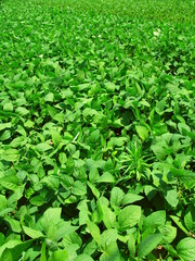 初夏の枝豆畑風景