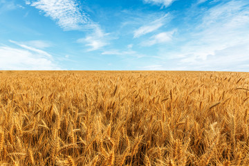 Yellow wheat field and blue sky © ABCDstock