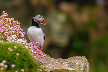 puffin on rock