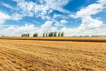 Yellow wheat field and blue sky