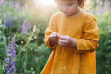 Adorable little girl wearing mustard linen dress with ladybug among lupine flowers