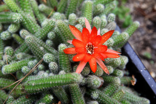 Flowers of Rats Tail cactus with rain drops