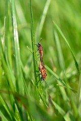 Cinnamon bug  - two bugs while mating on green grass