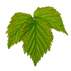 Green leaves of raspberries on a white isolated background_