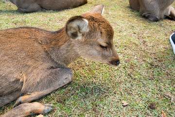 Fototapeta premium Deer in Nara getting rest