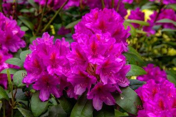 Rhododendrons en fleurs