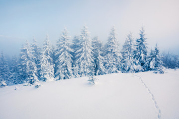 Naklejka premium Exciting winter postcard of Carpathian mountains with snow covered fir trees. Colorful outdoor scene, Happy New Year celebration concept. Artistic style post processed photo.