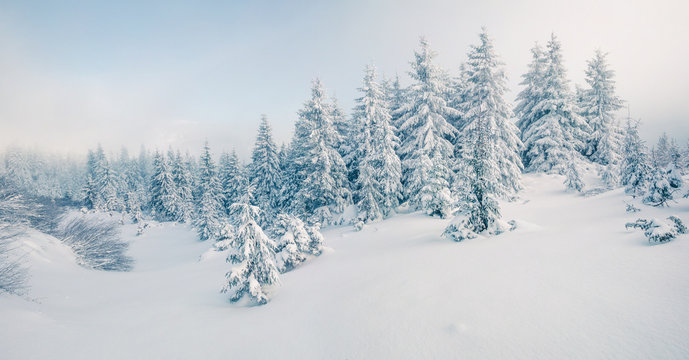 Fantastic winter panorama of mountain forest with snow covered fir trees. Colorful outdoor scene, Happy New Year celebration concept. Beauty of nature concept background.