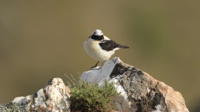 A blonde wheatear in the sierra of Avila