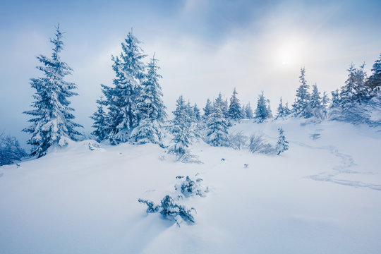 Misty winter view of Carpathian mountains with snow covered fir trees. Colorful outdoor scene, Happy New Year celebration concept. Beauty of nature concept background. © Andrew Mayovskyy
