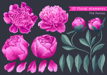 Set of floral elements with pink peonies flowers and leaves. Hand drawn, vector botanical flora for decoration, wedding invitation, patterns, wallpapers, fabric, wrapping paper. Realistic style. © MPetrovska