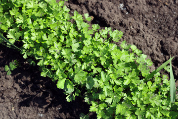 fresh greens close-up on the background of the soil