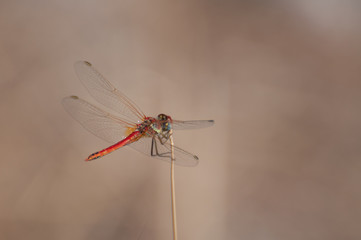 Large Red Damselfly (Pyrrhosoma nymphula) on a straw on a simple clean background