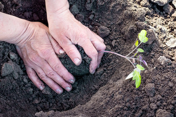 Hands of a woman and seedlings of tomatoes during planting_