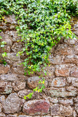 Lierre sur un vieux mur
