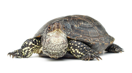 Turtle isolated on white background