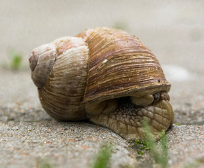 garden snail in the afternoon on the sidewalk of the city