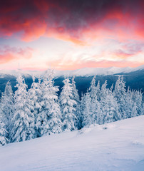 Fototapeta premium Dramatic winter sunrise in Carpathian mountains with snow covered fir trees. Colorful outdoor scene, Happy New Year celebration concept. Artistic style post processed photo.
