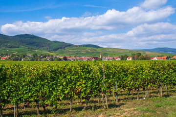 Fototapeta na wymiar Blick über die Weinberge im Elsass auf die Vogesen