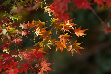 楓の紅葉