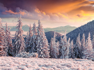Unbelievable winter sunrise in Carpathian mountains with snow covered fir trees and grass. Dramatic...