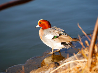 湖の飛び込む鳥