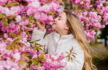 Naklejka premium Child enjoy warm spring. Girl enjoying floral aroma. Kid on pink flowers of sakura tree background. Botany concept. Kid enjoying cherry blossom sakura. Flowers as soft pink clouds. Sniffing flowers