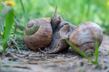 Two snails on the ground among the grass interact with each other. Animal world of nature