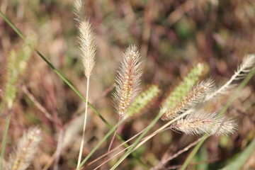 Pennisetum