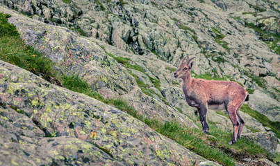 Alpine Ibex (Capra Ibex) on the mountain hill. Misty summer morning in the Vallon de Berard Nature Reserve, Graian Alps, France, Europe. Beauty of nature concept background.