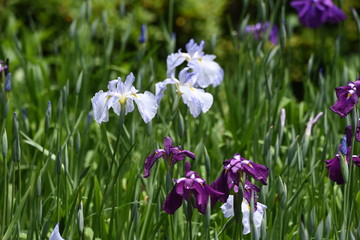 Japanese iris is blooming in the iris garden.