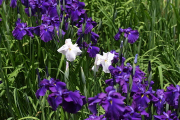 Japanese iris is blooming in the iris garden.