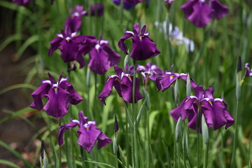 Japanese iris is blooming in the iris garden.