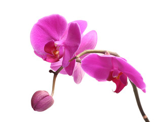 Blooming pink orchid, phalaenopsis is isolated on white background.