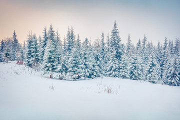 Exciting winter postcard of Carpathian mountains with snow covered fir trees. Colorful outdoor scene, Happy New Year celebration concept. Artistic style post processed photo.