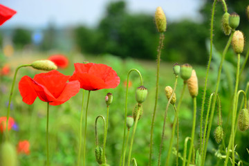 Obraz premium red poppies in the field