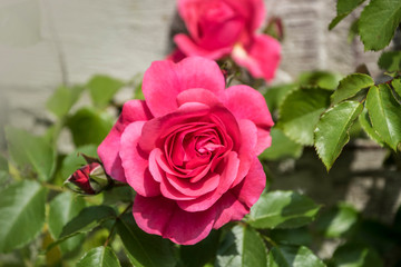 Rose flower closeup. Shallow depth of field. Spring flower of pink rose