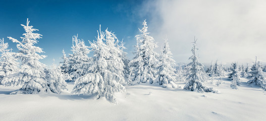 Fototapeta na wymiar Fantastic winter panorama of mountain forest with snow covered fir trees. Colorful outdoor scene, Happy New Year celebration concept. Beauty of nature concept background.