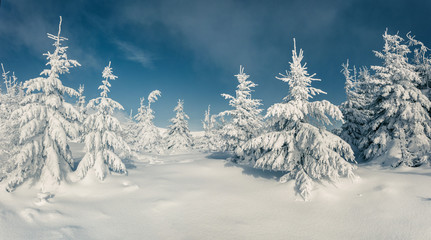 Frosty winter morning in mountain forest with snow covered fir trees. Splendid outdoor scene, Happy New Year celebration concept. Artistic style post processed photo.