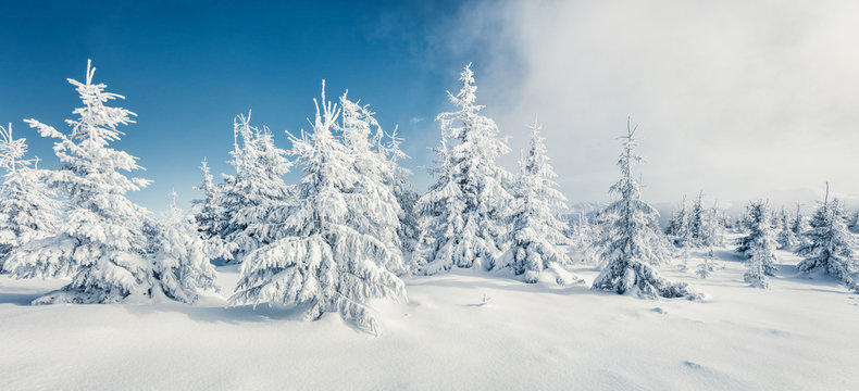 Fantastic winter panorama of mountain forest with snow covered fir trees. Colorful outdoor scene, Happy New Year celebration concept. Beauty of nature concept background. © Andrew Mayovskyy