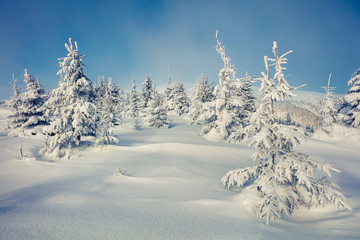 Wonderful winter morning in mountain forest with snow covered fir trees. Colorful outdoor scene, Happy New Year celebration concept. Beauty of nature concept background.