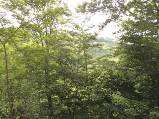 Fototapeta na wymiar wood tree forest spring landscape