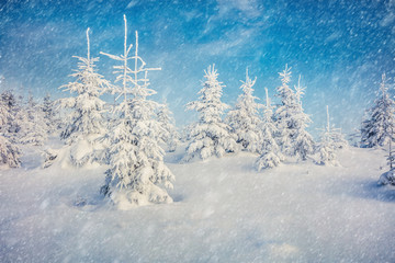 Blizzard in mountain forest with snow covered fir trees. Splendid outdoor scene, Happy New Year celebration concept. Beauty of nature concept background.