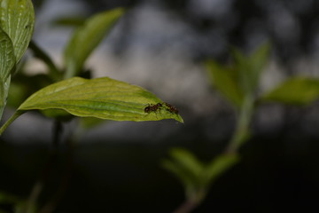 leaves on tree