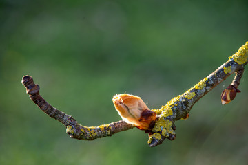 Chestnut tree in spring, March, branch with buds, leaves unfolding, select focus