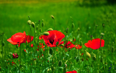 poppy field of red poppies