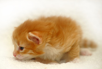 tiny ginger kitten on white background